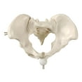 thumbnail image 3 of Modelo de pelvis femenina humana, esqueleto, modelo médico, entrenamiento del suelo pélvico, esqueleto humano, herramienta de enseñanza para, 3 of 8