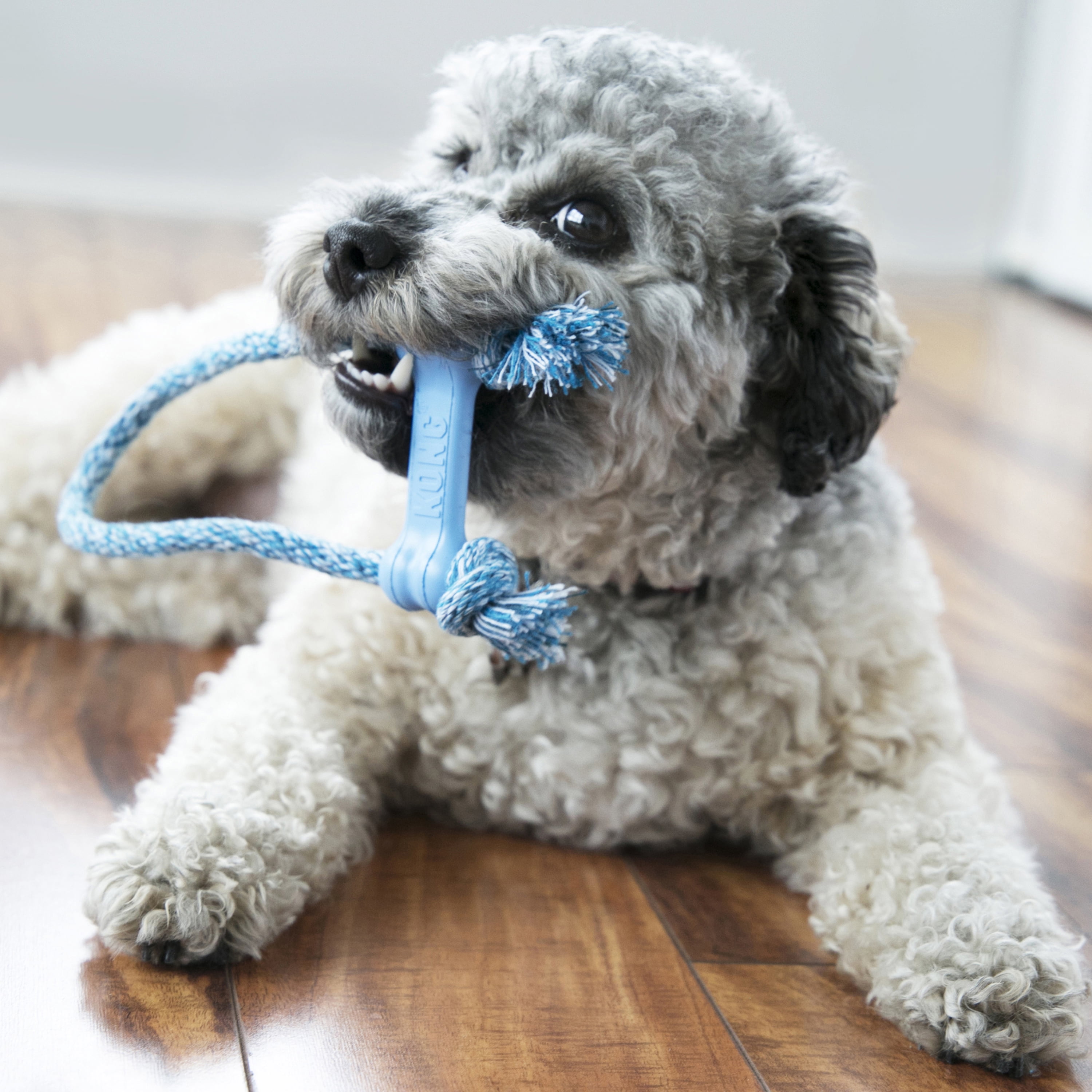 KONG® Puppy Goodie Bone for Beginner Chewers, Blue, Extra Small for Dogs up to 5 lbs