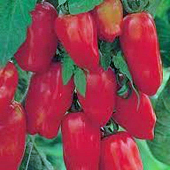 TOMATO, SAN MARZANO, HEIRLOOM, 200 SEEDS, TOMATO SEEDS, CLASSIC TOMATO