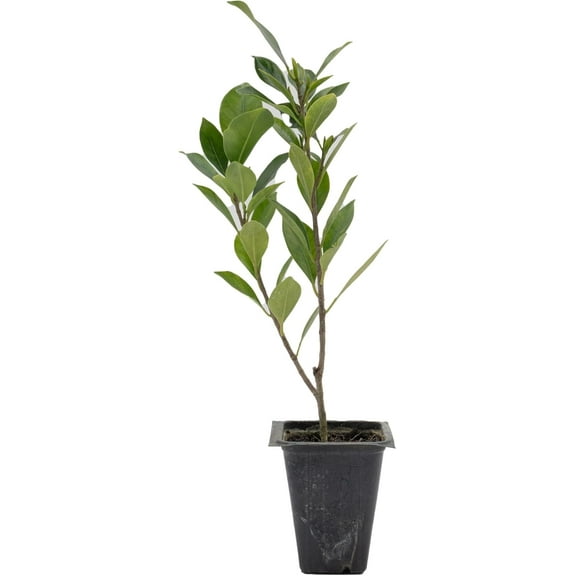 1 Indian Laurel Fig – Live Ficus Nitida Plant – Hardy Evergreen Tree in 2.5” Nursery Cube – Fast-Growing & Highly Adaptable for Hedges, Screens & Shade
