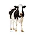 thumbnail image 3 of Advanced Graphics 2300 60 x 36 in. Cow Standin Cardboard Standup, 3 of 5