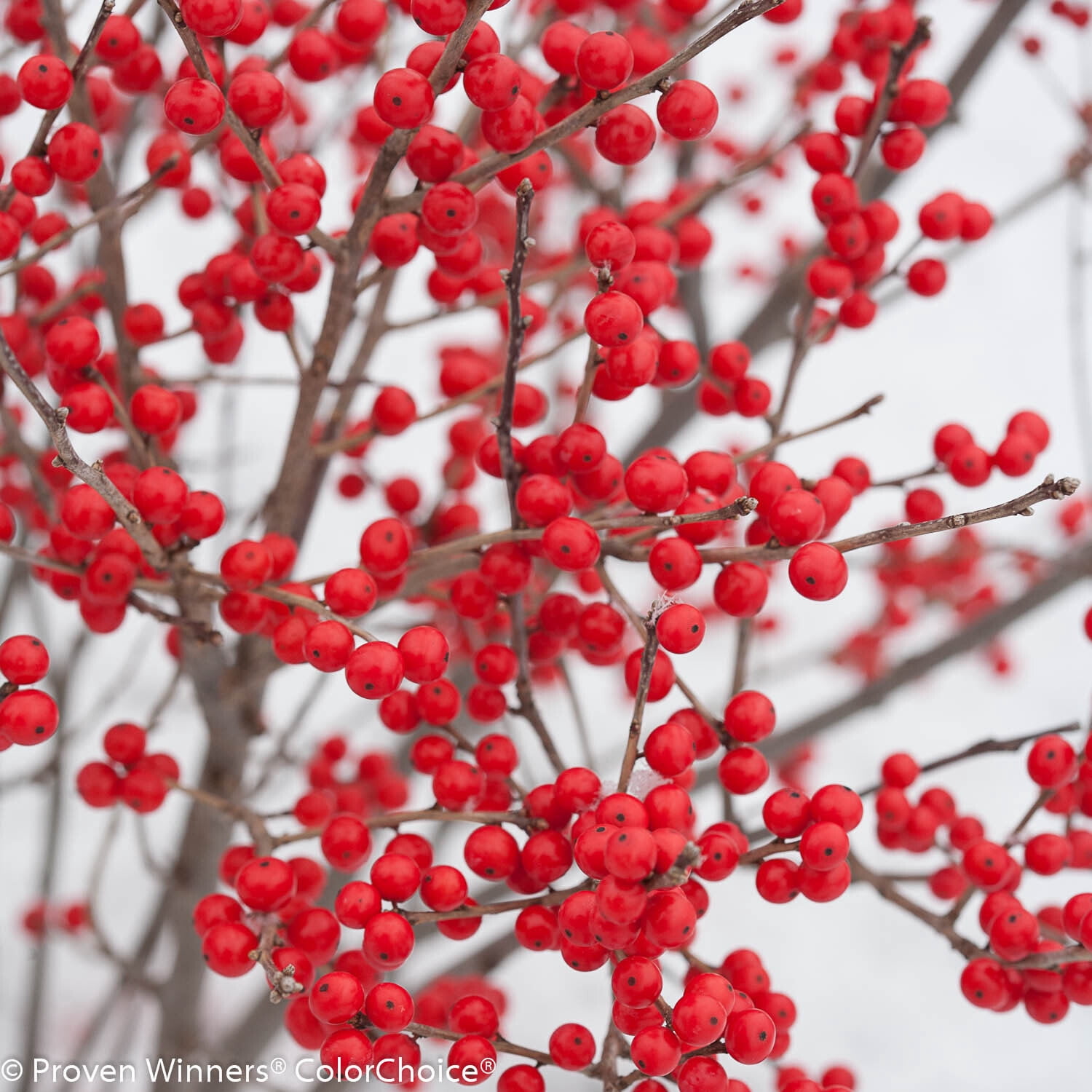 Proven Winners ColorChoice 5" Berry Poppins Winterberry Live Plant in 4.5" Pot (4 Count)