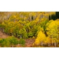 thumbnail image 2 of Gulin, Sylvia 24x16 White Modern Wood Framed Museum Art Print Titled - USA-Idaho-Highway 36 west of Liberty and hillsides covered with Aspens in autumn, 2 of 4