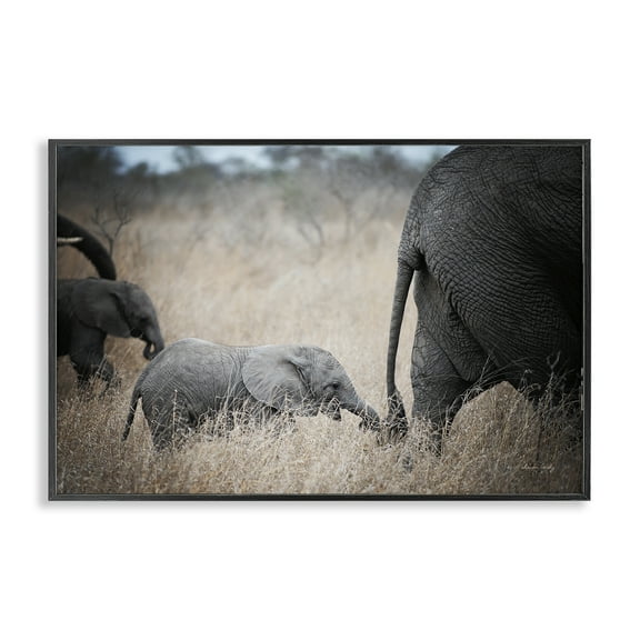 Stupell Industries Baby Elephant Strolling Animals Photography Black Framed Art Print Wall Art, 18 x 12