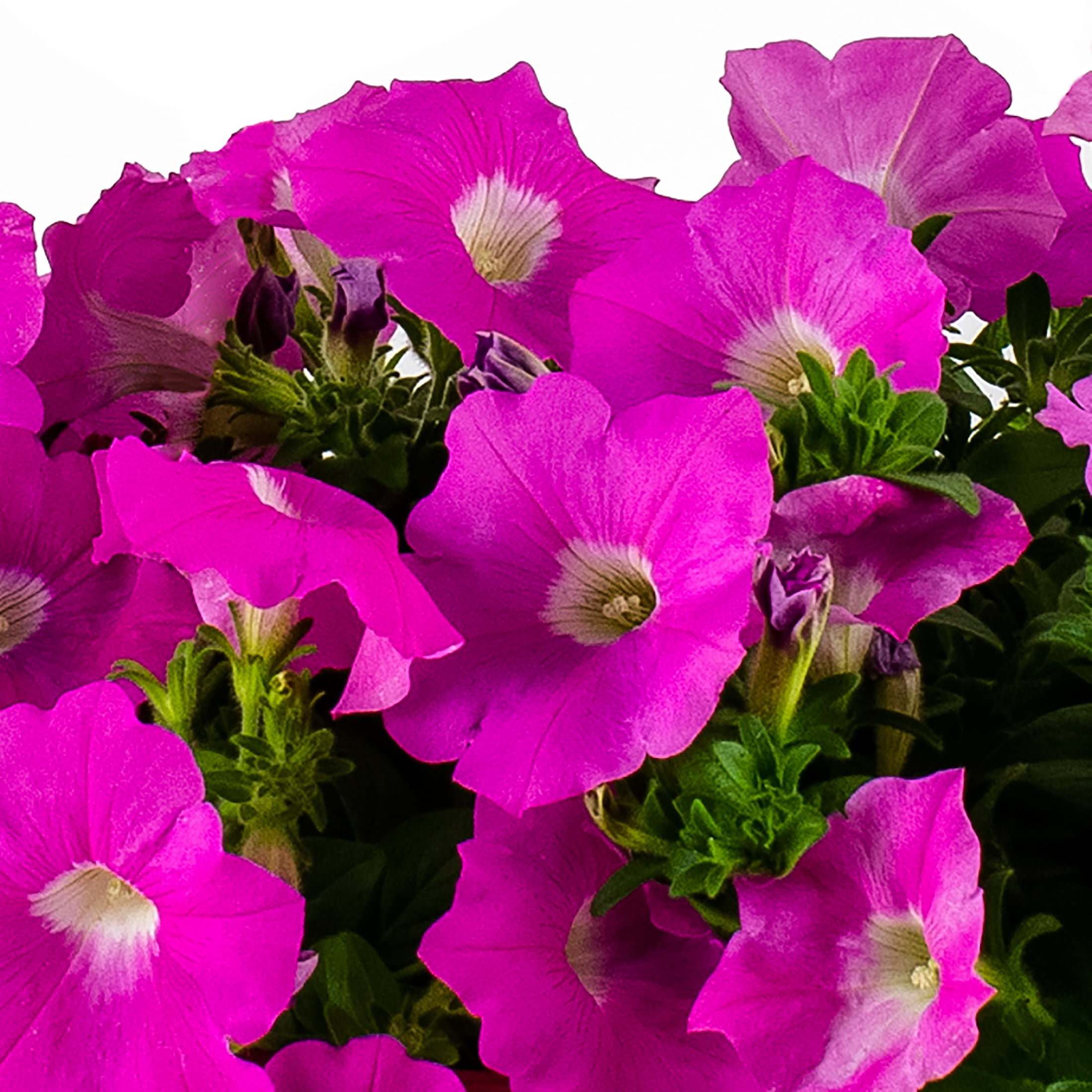 Wave 1.5gal Pink Petunia Live Annual Plant Hanging Basket Sun