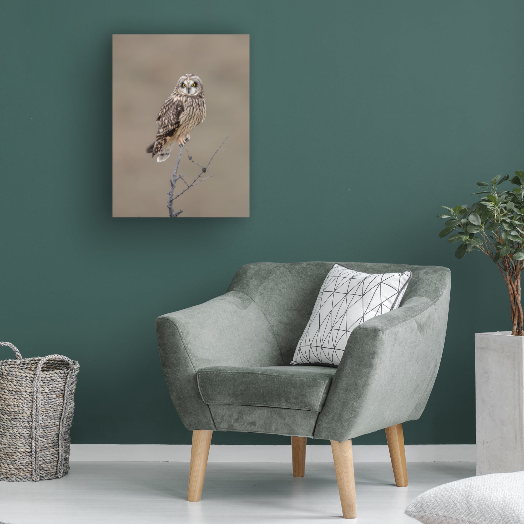 Trademark Fine Art Donald Luo Short Eared Owl Canvas Wall Art