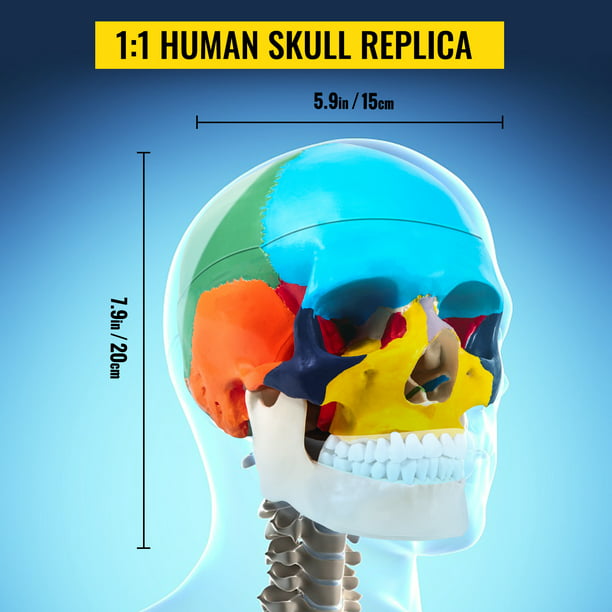 VEVOR Modèle de crâne humain, anatomie du crâne humain en 8 parties, crâne  d'apprentissage grandeur nature avec cerveau, modèle de crâne humain peint  en PVC, crâne anatomique étiqueté, pour l'enseignement médical, la