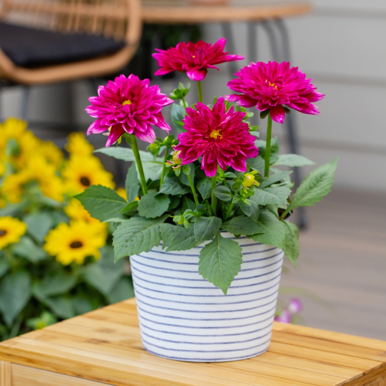 Better Homes & Gardens 2QT Pink Dahlia Live Annual Plant Sun 3-Pack