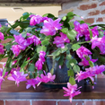 thumbnail image 2 of Purple Christmas Cactus Live Indoor Outdoor Plant, Thanksgiving Holiday Cactus in Small 3in Pot, Christmas Room Decor, 2 of 5