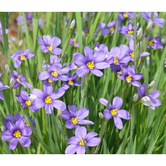 Stout Blue Eyed Grass Sisyrunchium angustifolium Wildflowers Premium Seeds for Planting