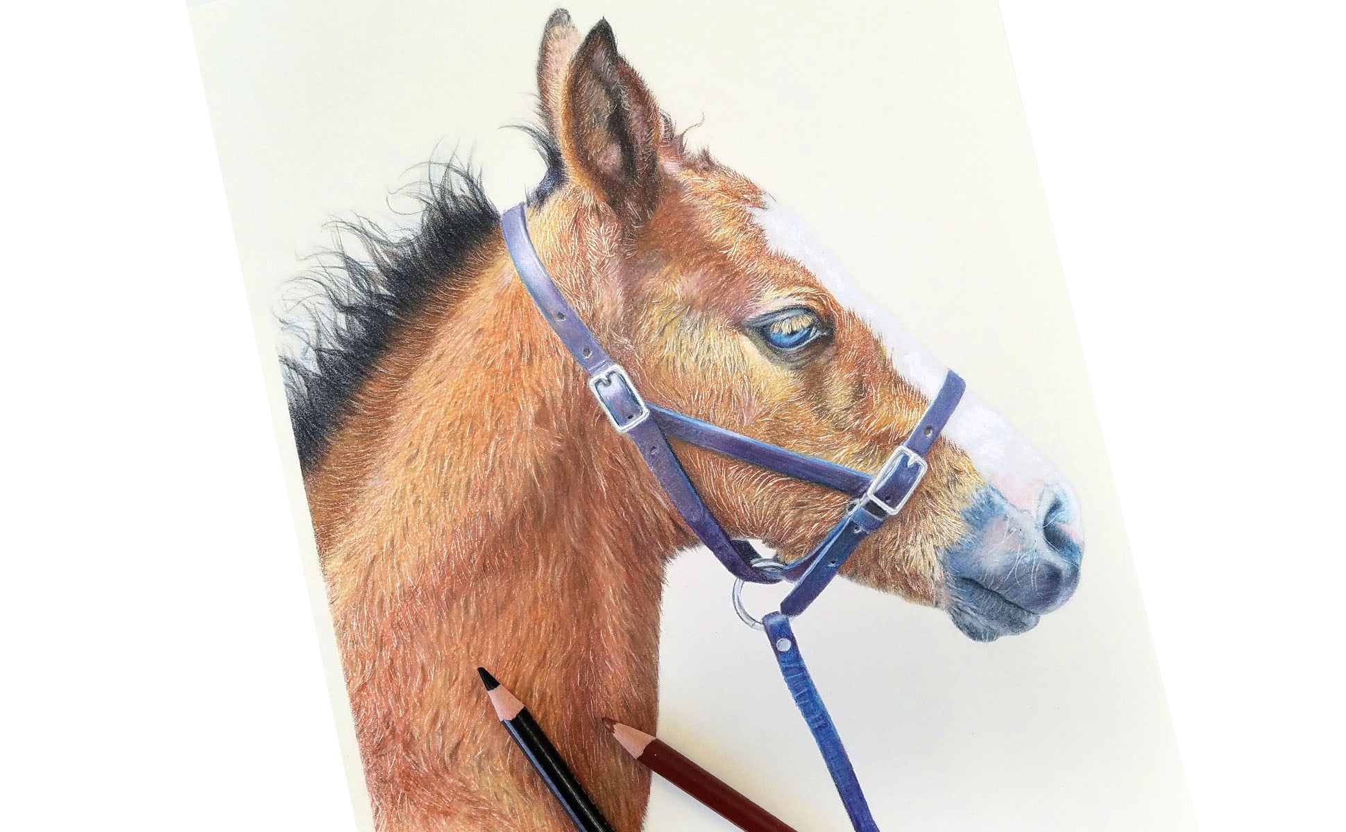 Grizaye Drawing Kit: Charming Colt