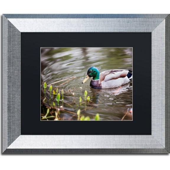 Trademark Fine Art "Mallard" Canvas Art by Jason Shaffer, Black Matte, Silver Frame