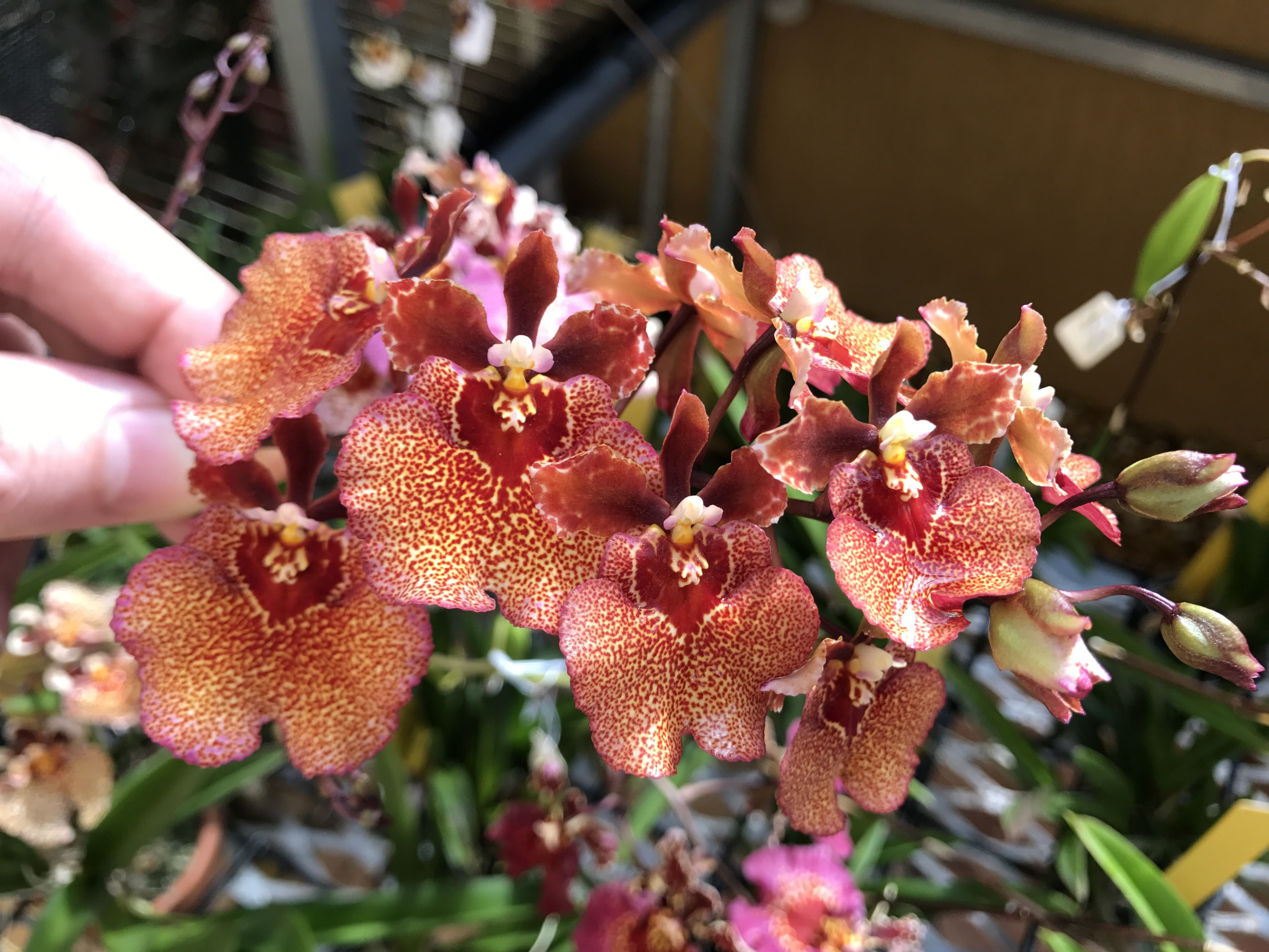 MSU 13-3-15 Fertilizer With Calcium & Magnesium (Tap/RO Water Formula) with scoop - Excellent for Orchids, Aroids and Tropicals - 2LB Bag