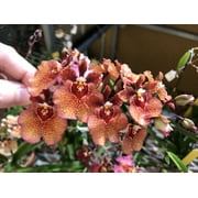 MSU 12-1-1 Fertilizer (K-Lite) With Calcium & Magnesium - Excellent for Orchids, Aroids and Tropicals - Scoop Included - 2LB Bag