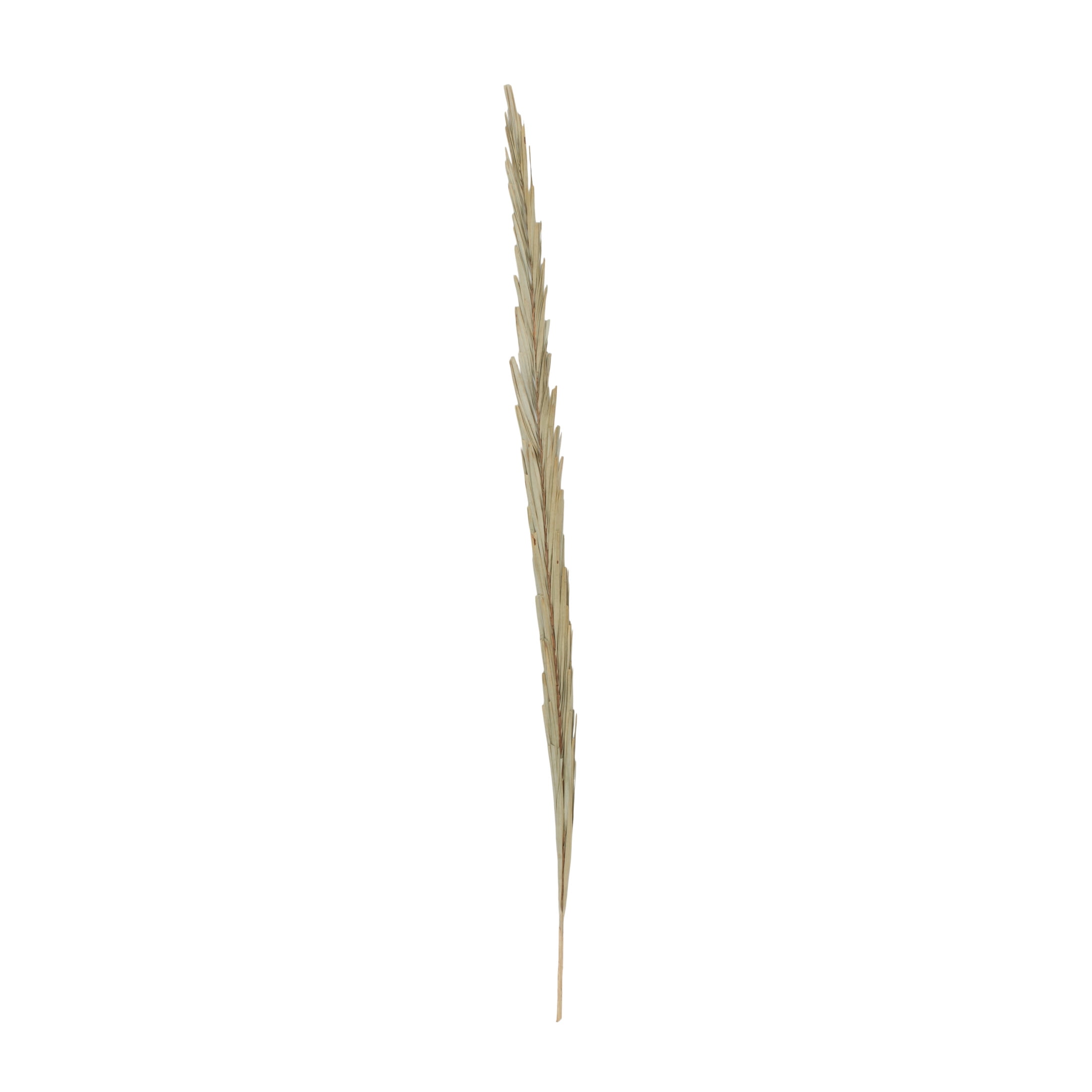 61" Tall Palm Leaf Natural Foliage Bouquet with Grass, by DecMode