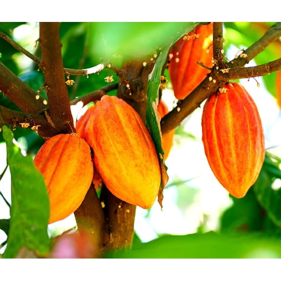 Fresh Cacao Seeds for Planting - Wet Cocoa Seeds - Make Chocolate, Great as Bonsai (8 Seeds)