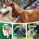 thumbnail image 4 of Correa de adiestramiento para pasear perros, cuerda de adiestramiento para perros, correa para pasear perros, accesorio para mascotas, 4 of 8