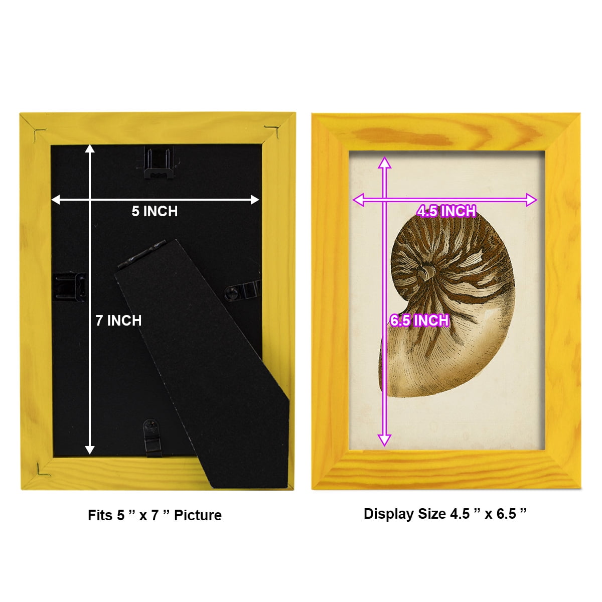 Sealife Collection V - Framed Print w/glass - Sunflower Yellow