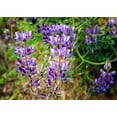thumbnail image 3 of 100 ARROYO LUPINE (Hollowleaf Lupine / Succulent Lupine) Lupinus Succulentus Flower Seeds, 3 of 6