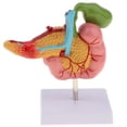 thumbnail image 2 of figatia Lifesize Human Pancreas Duodenum Gallbladder Model with Vessels & Nerves, School, 2 of 8