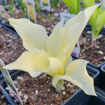 White Feather Hosta - Unbelievable/Rare - 1 Bareroot - Grown/Shipped by Hirt's Gardens