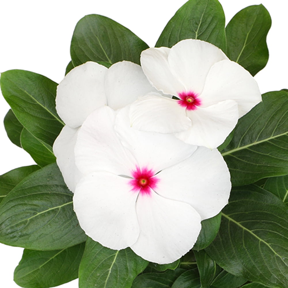 Expert Gardener 4PK White Red Vinca Live Plant