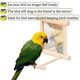 thumbnail image 4 of Bird Mirror With Perch, Fainfun 10*10*10 Cm Wooden Perch With Mirror For Birds, Bird Stand Perch With Mirror, 4 of 5