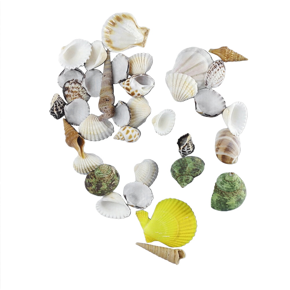5pcs Mix colour Seashells For Crafts Accessories Home Decor DIY Jewelry  Gold Plated Natural Shell Handmade