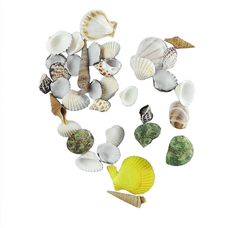 500g Seashells Mixed Ocean Beach Seashells Natural Colorful Seashells for  Decoration Crafts (Assorted Color) 