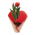 thumbnail image 2 of Tulipán en maceta 6 pulgadas, 2 of 4