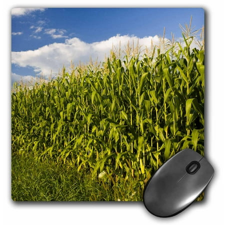 3dRose Corn field farm, Pepperell, Massachusetts - US22 JMO0256 - Jerry and Marcy Monkman, Mouse Pad, 8 by 8 inches