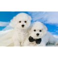thumbnail image 4 of Mini Chien Noeud Papillon Animaux Réglable Collier Sangle de Cou, 4 of 5