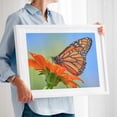 thumbnail image 2 of Monarch on Mexican Sunflower - Photography Butterfly Insect Floral Nature Garden Wildlife Summer White Framed Wall Art Print 16 x 24 inches, 2 of 4