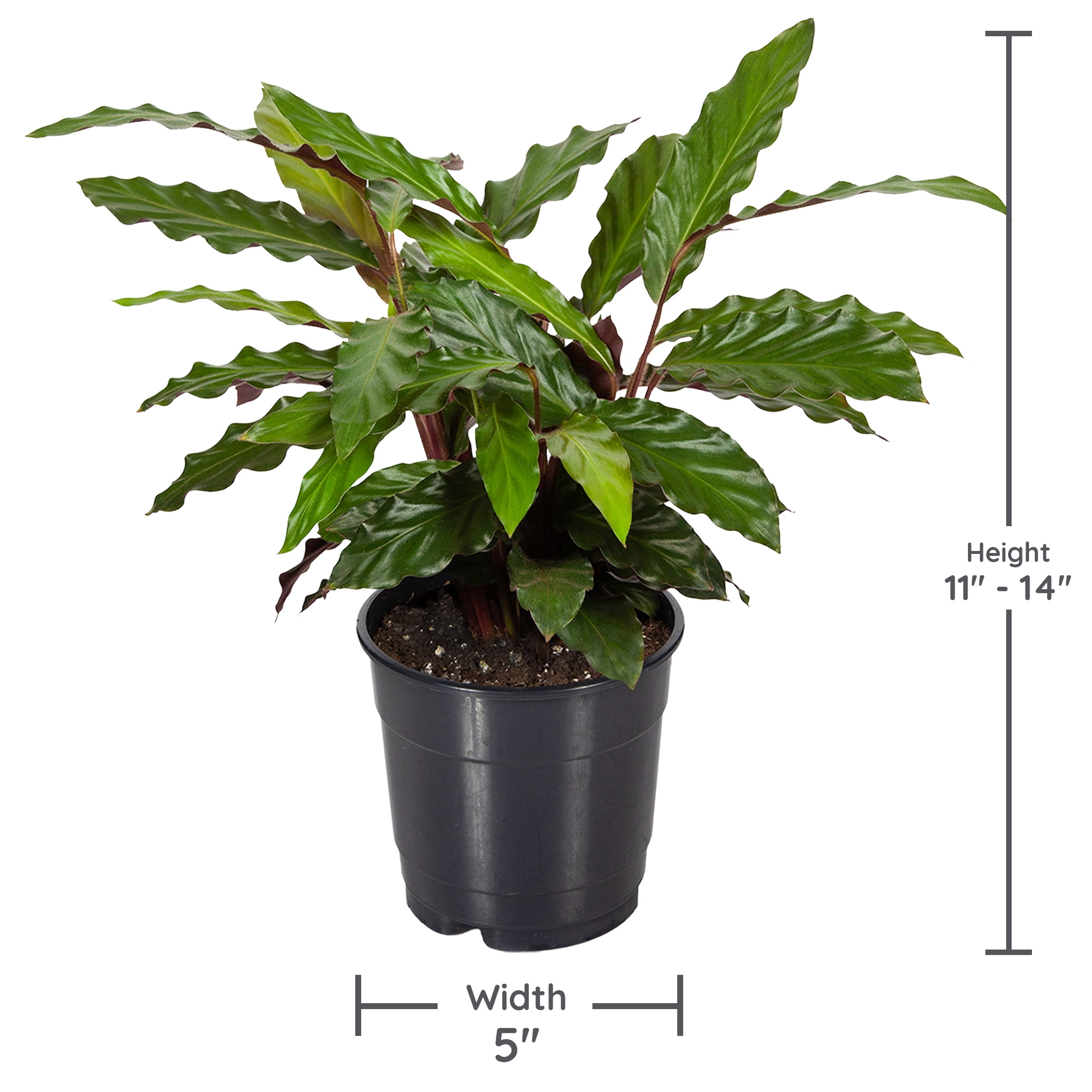6P Calathea (assorted), Grower Pots, Live Plants