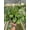 6_MARANTA_BEAUTY.KIM, variant on Variegated Maranta Leuconeura Kerchoveana - Live Air-Purifying Indoor Plant in Nursery Pot – Easy Care, Low Maintenance Houseplant for Home & Office Decor, Natural Air Cleaner, Best for Beginners