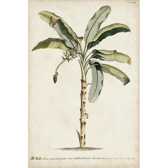 Art.com Banana Palm II Art Print by 0 Unknown, 24" x 36"