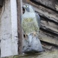 thumbnail image 3 of Falcon, Decoy Bird Scarer, Life-like Colouring, Beige, One Size, 3 of 5