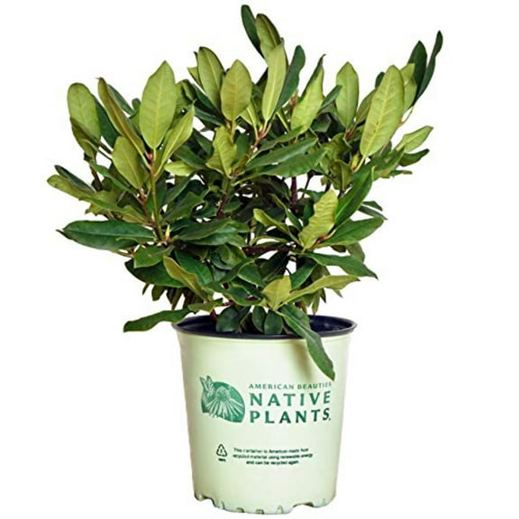 Independence Rosebay Rhododendron