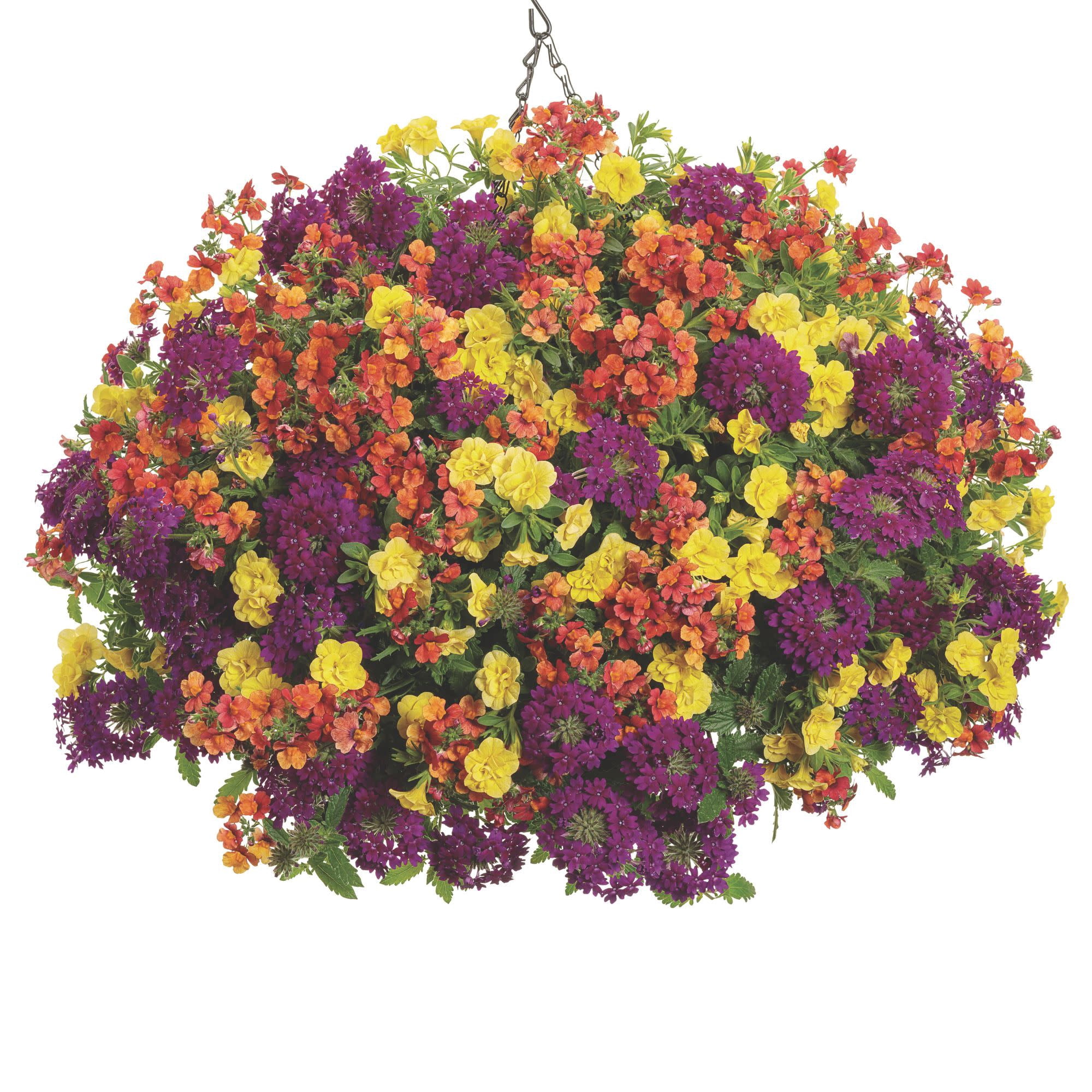 Proven Winners 4" Superbells Double Yellow Calibrachoa Live Plant in 4.25" Pot (4 Count)