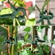 thumbnail image 3 of Clips para plantas 60 piezas Extra grandes Clips para plantas Clip estable para asegurar plantas Soportes para plantar (30 grandes + 30 pequeños) BANYUO Hogar, 3 of 7