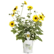 4.25 in. Grande Suncredible Yellow (Helianthus) Live Plants, Yellow Flowers (8-Pack)