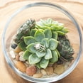 thumbnail image 5 of Altman Plants Bulk Succulent Plants 50-Pack - Live Succulents - DIY Decor - Full Sun - 2 in Pots, 5 of 8