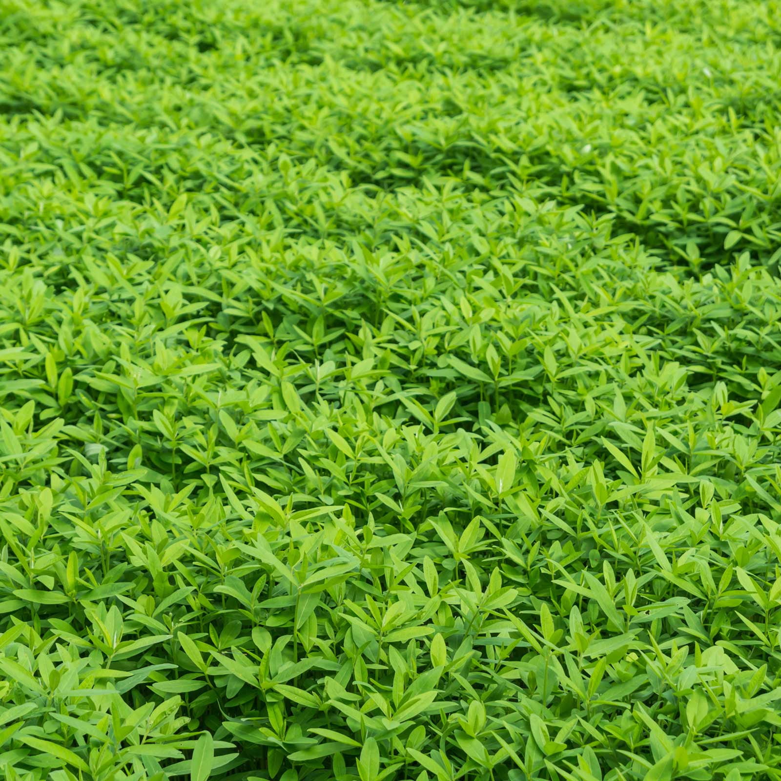 Garden Cover Crop Mix Seeds 1 Lbs Blend Of Gardening Garden Cover Crop Mix Seeds 1 Lbs Blend Of Gardening Vetch Winter Peas Forage Collards Rye More Com