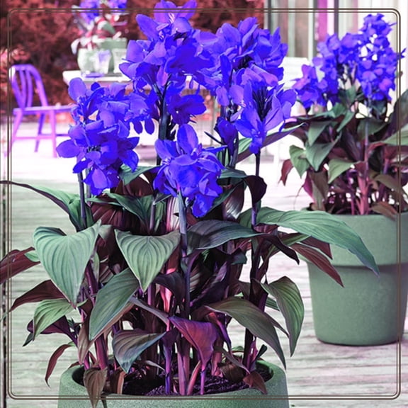 Canna, Excellent Display, Low Maintenance - Easy Grow - Ideal for Beds Borders, Plant Pots & Planters.
