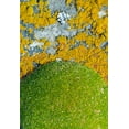 thumbnail image 2 of Su, Keren 11x14 Black Ornate Wood Framed with Double Matting Museum Art Print Titled - Moss and lichen-Saunders Island-Falkland Islands, 2 of 4