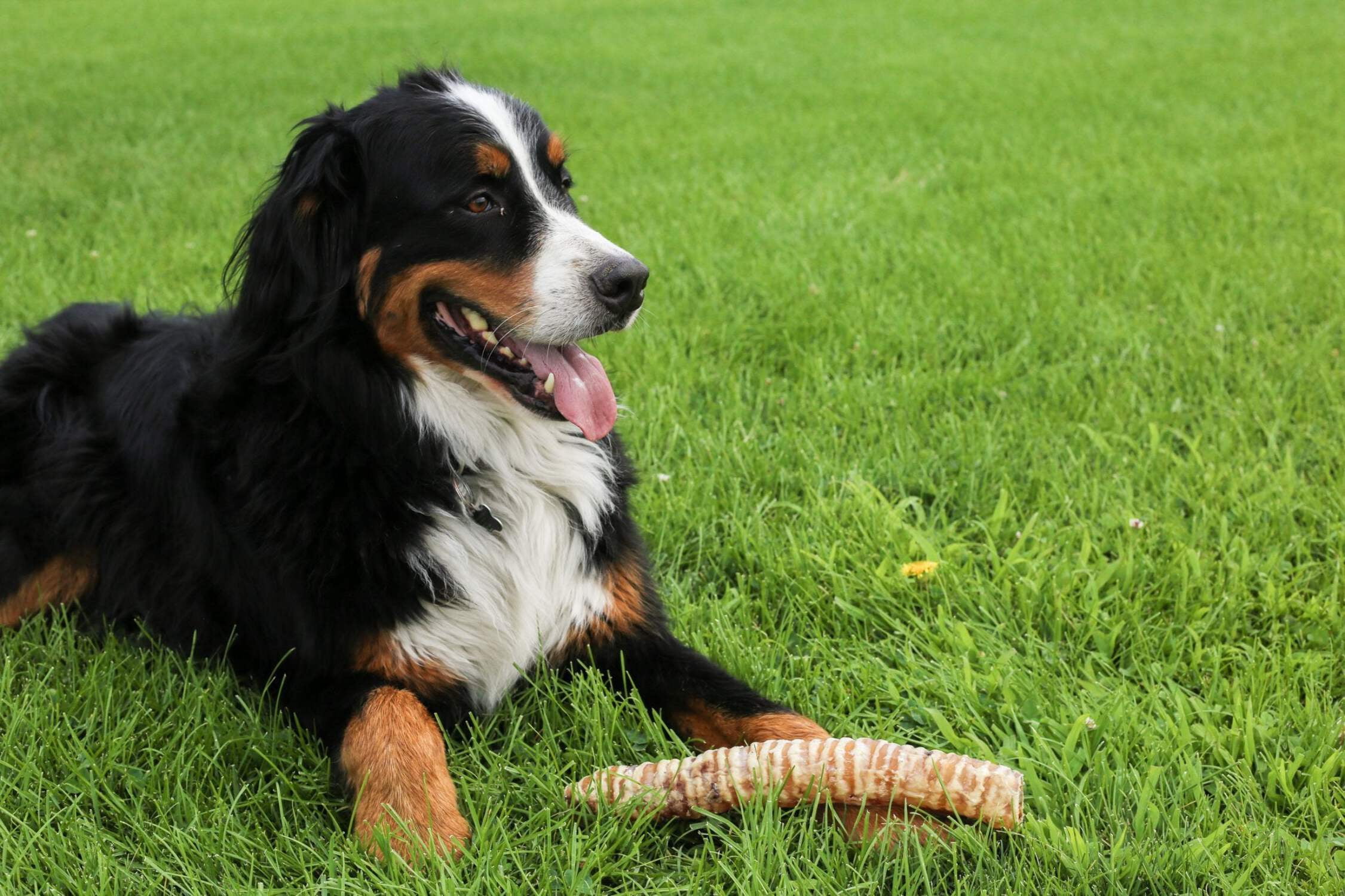 Beef Trachea 12 Dog Treats, 10 Count