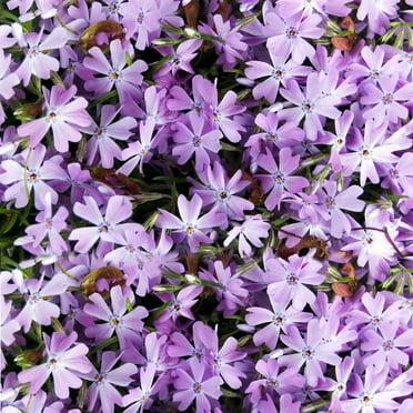 Mountain Phlox Flower Seeds, 1000  Flower Seeds Per Packet, Non GMO & Heirloom Seeds,  Scientific Name: Phlox austromontana