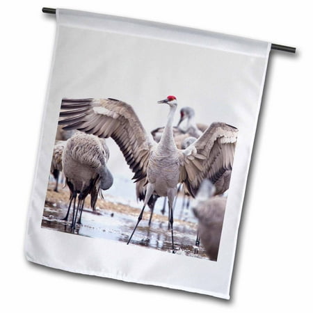 Nebraska Sandhill Crane - 3dRose Sandhill crane birds, Platte River, Nebraska - US28 CHA0119 - Chuck Haney - Garden Flag, 12 by 18-inch