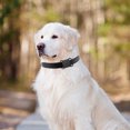 thumbnail image 4 of Localizador rastreador resistente al agua compatible con Bluetooth collar de seguimiento para perros y gatos Hugtrwg Para estrenar, 4 of 7