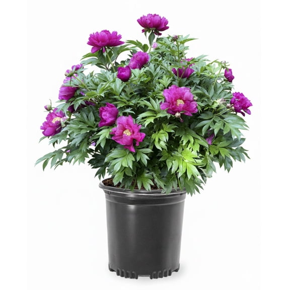 Expert Gardener 12-18" Peony Evie Janeâ„¢ Live Tree in 2 gal. Grower Pot